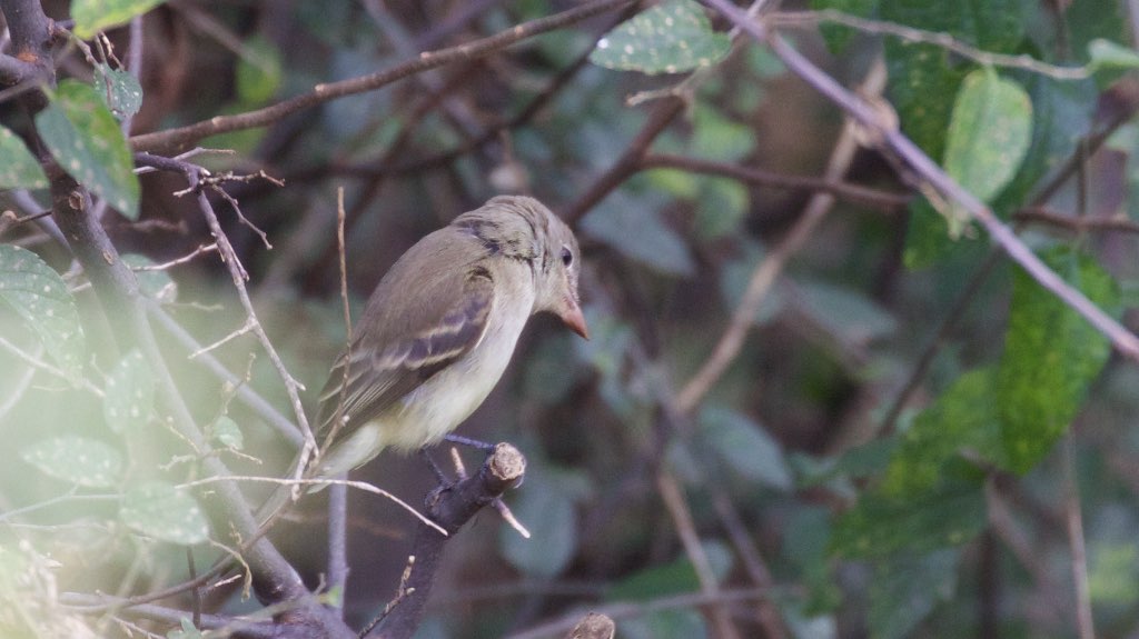 Gray Flycatcher (immature) - BANWR - Sasabe - AZ - 2015-10-06at12-00-3312 (22066681698).jpg