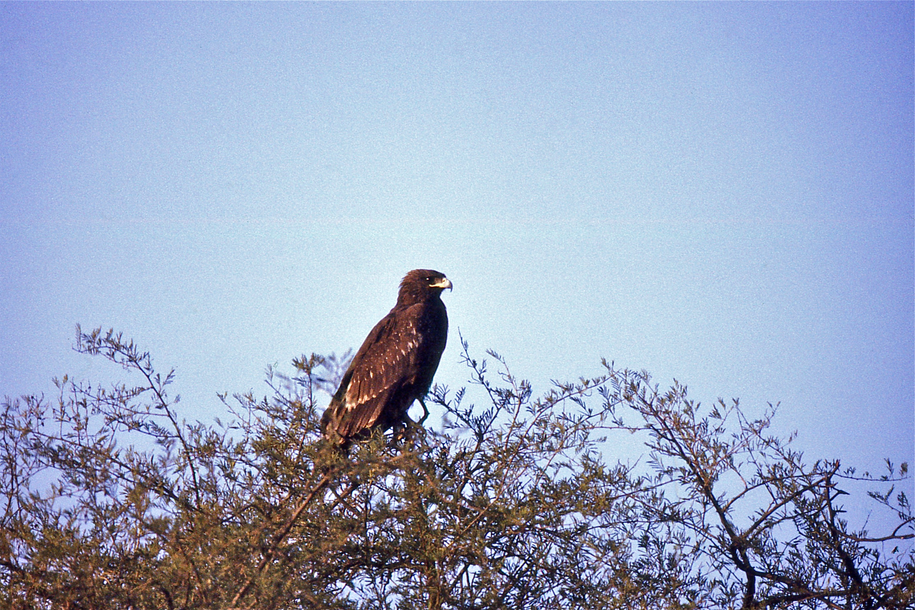 Greater Spotted Eagle (Aquila clanga) (20239332888).jpg