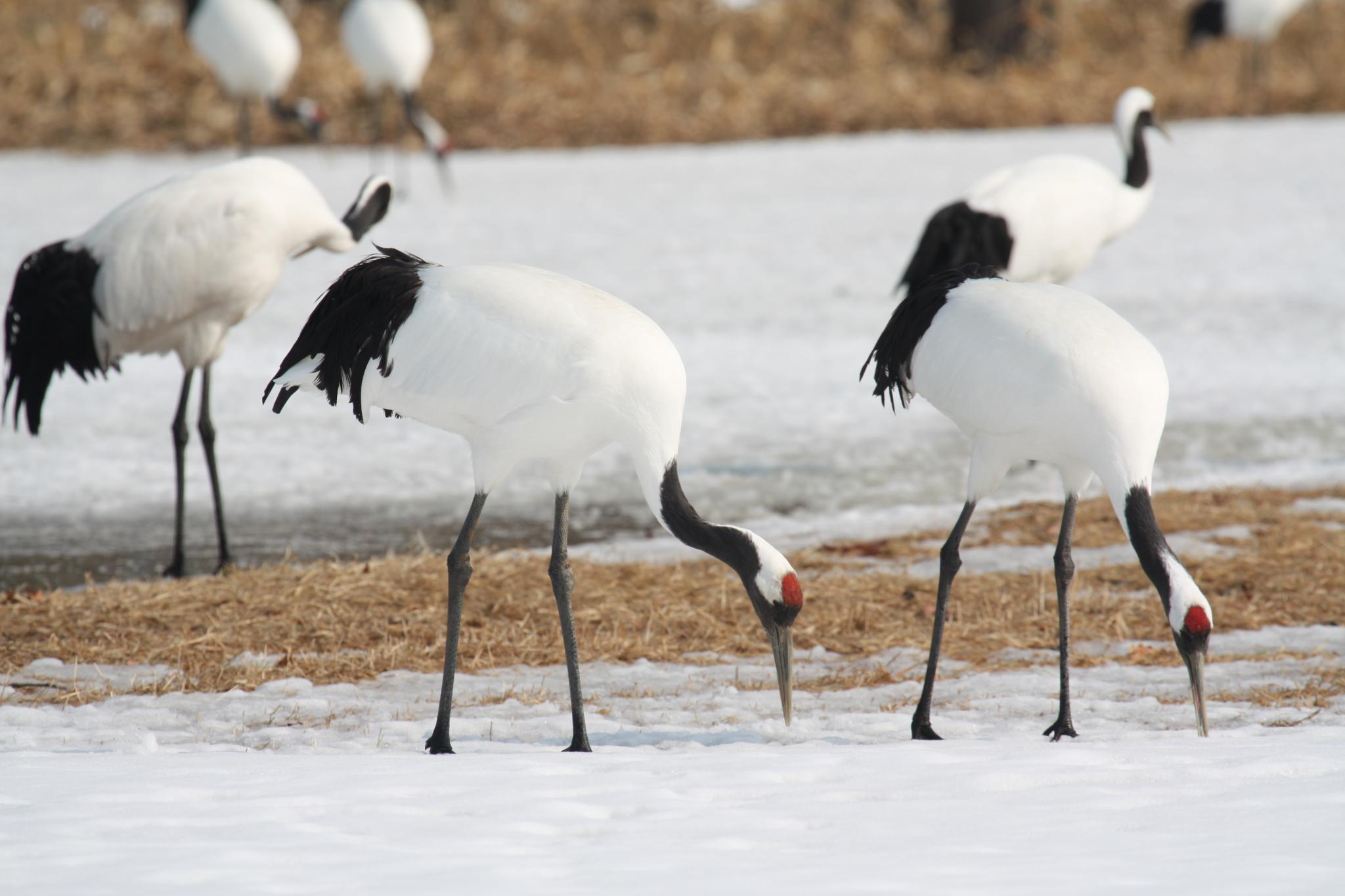 A Glimpse of Japan's Majestic Red-Crowned Cranes at Tsurui Ito Tancho Sanctuary