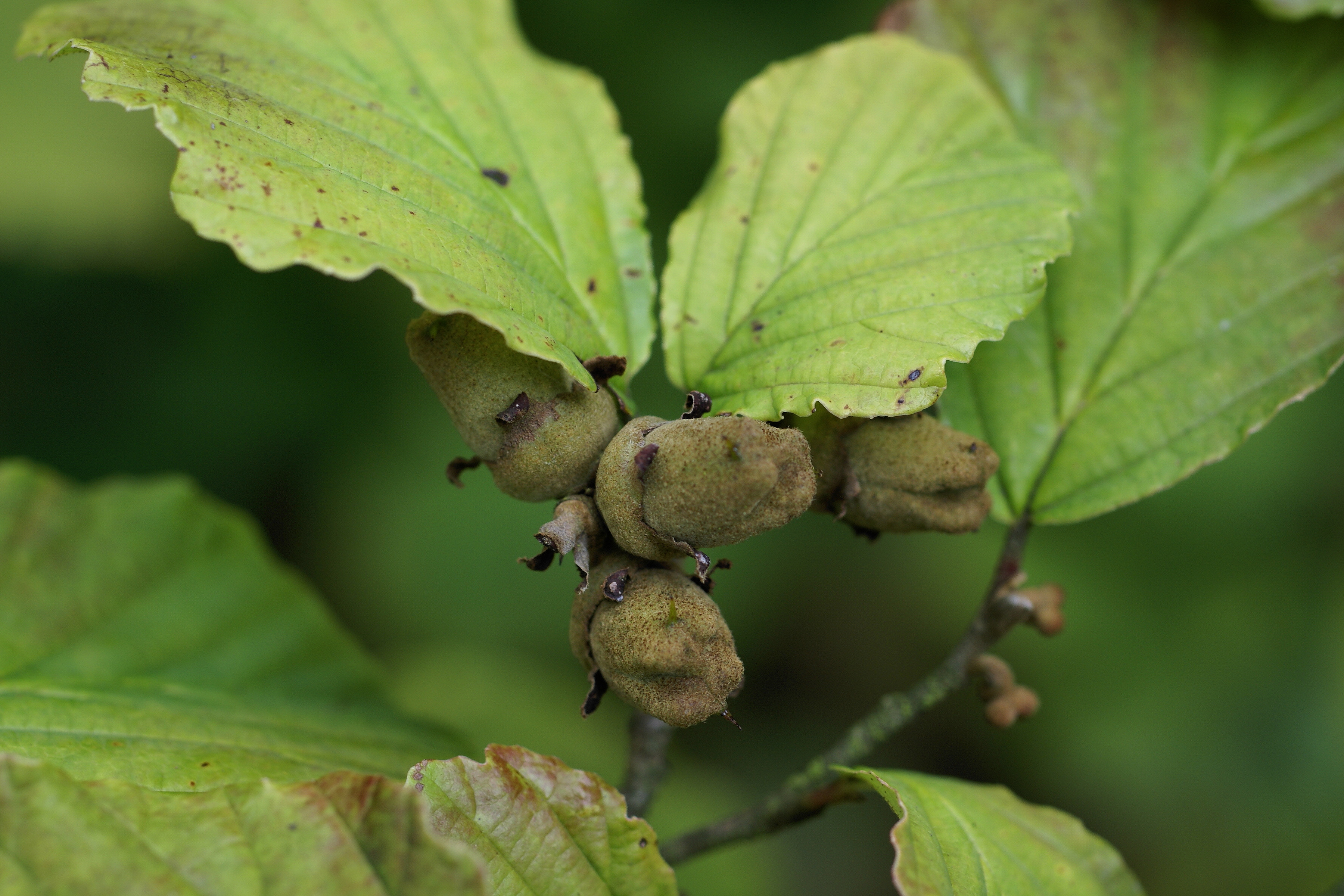 bestand-hamamelis-x-intermedia-fruit-jpg-wikipedia