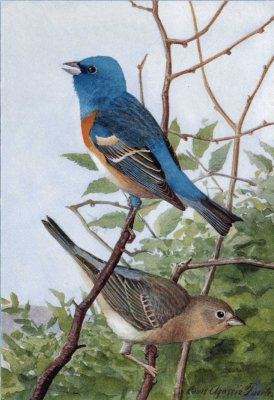 File:I087b Lazuli Bunting.jpg