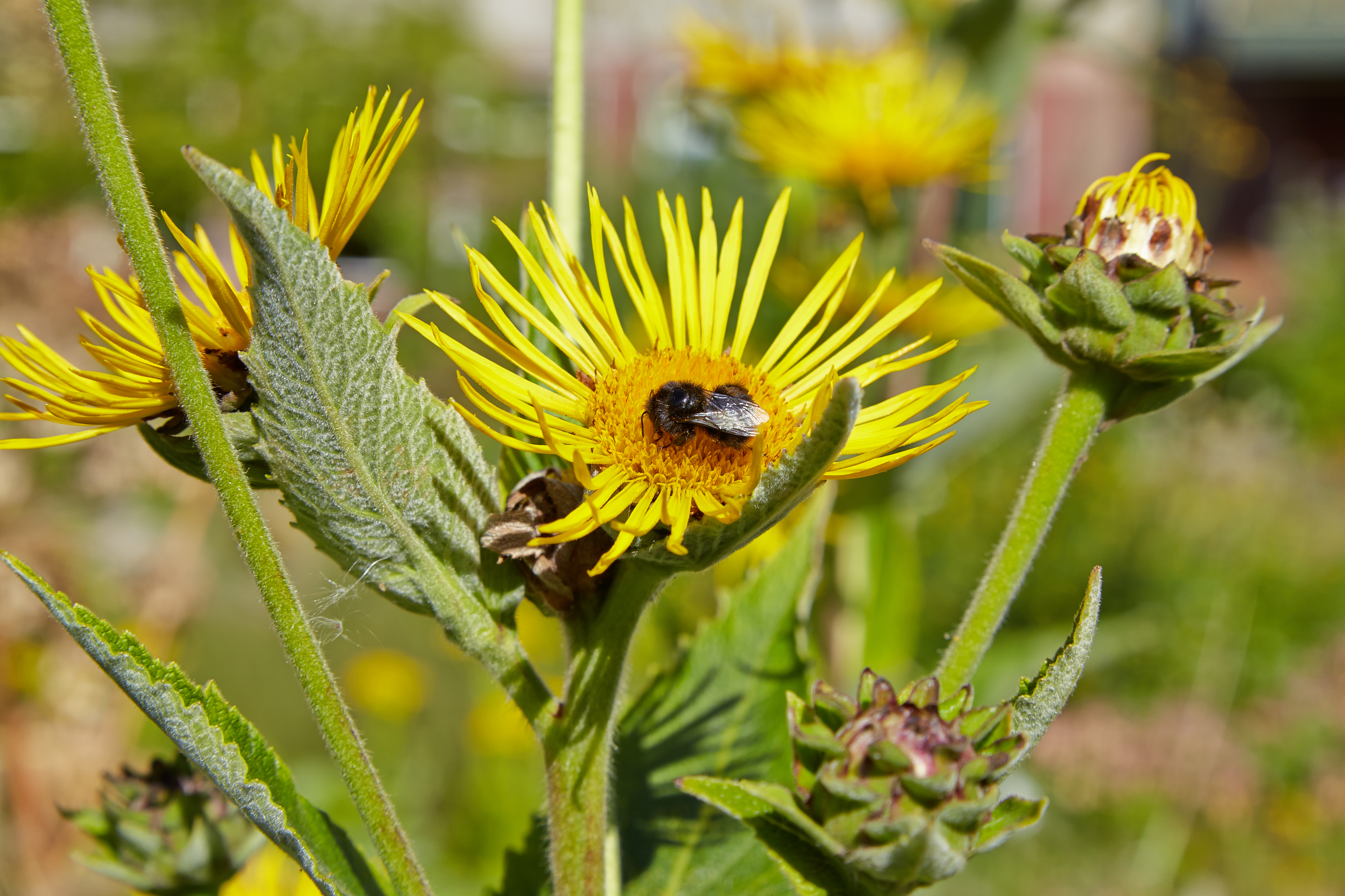 Мужской цветок желтый. Inula Helenium. Девясил германский. Девясил японский. Inula hirta l..