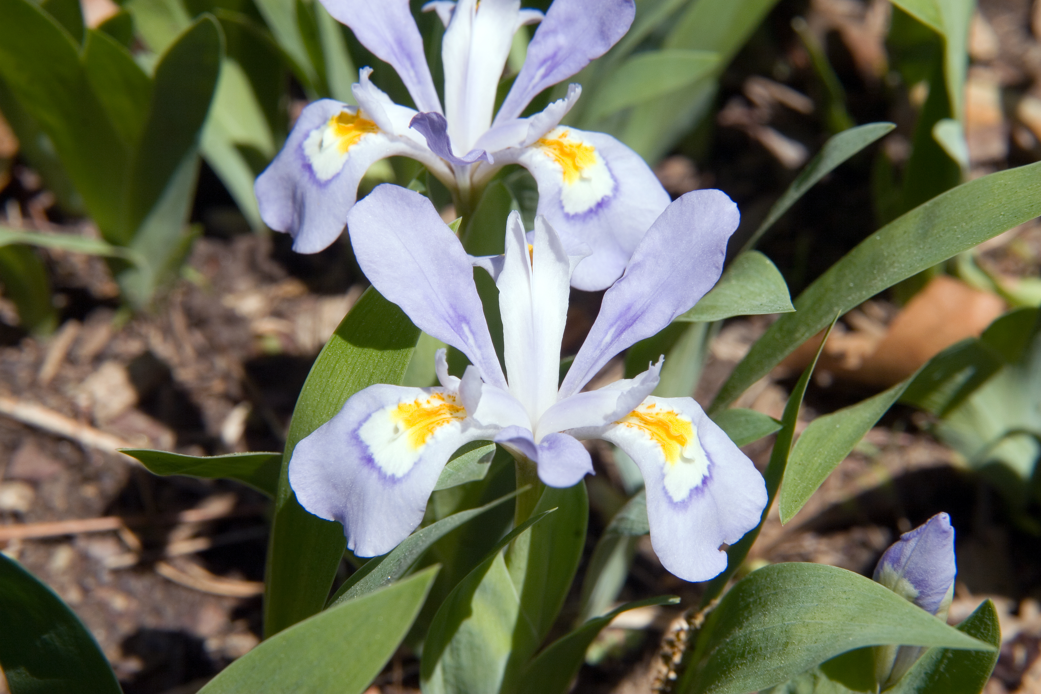 Iris cristata - Wikipedia