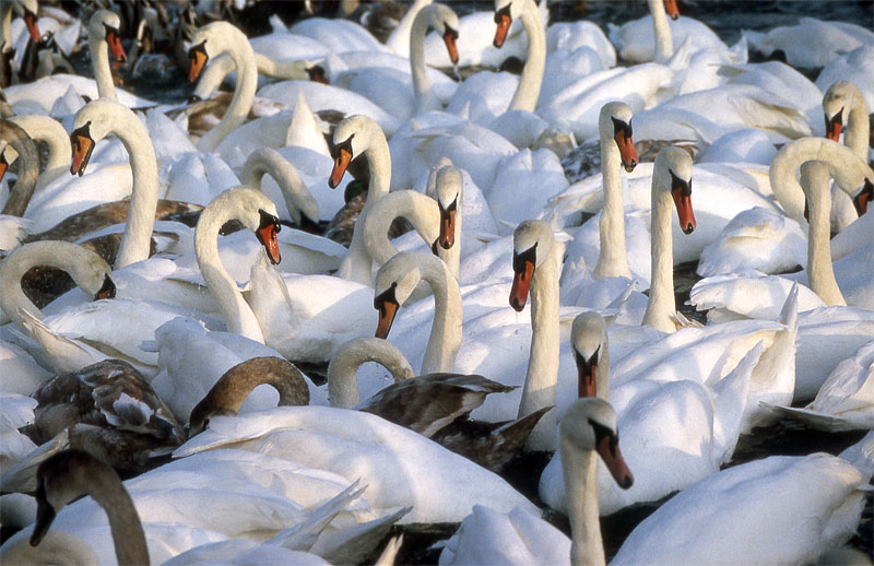 File:Johnelamper - Abbotsbury Swannery (by).jpg