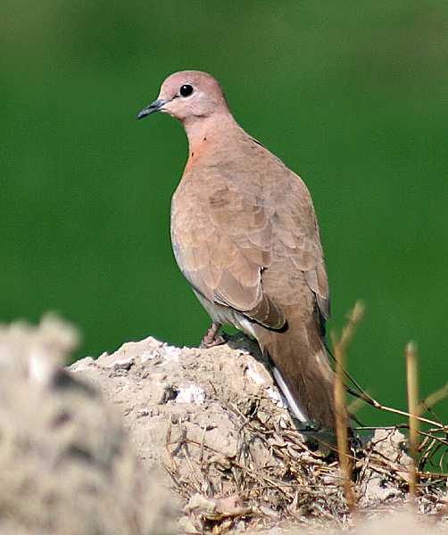 Laughing dove - Wikipedia