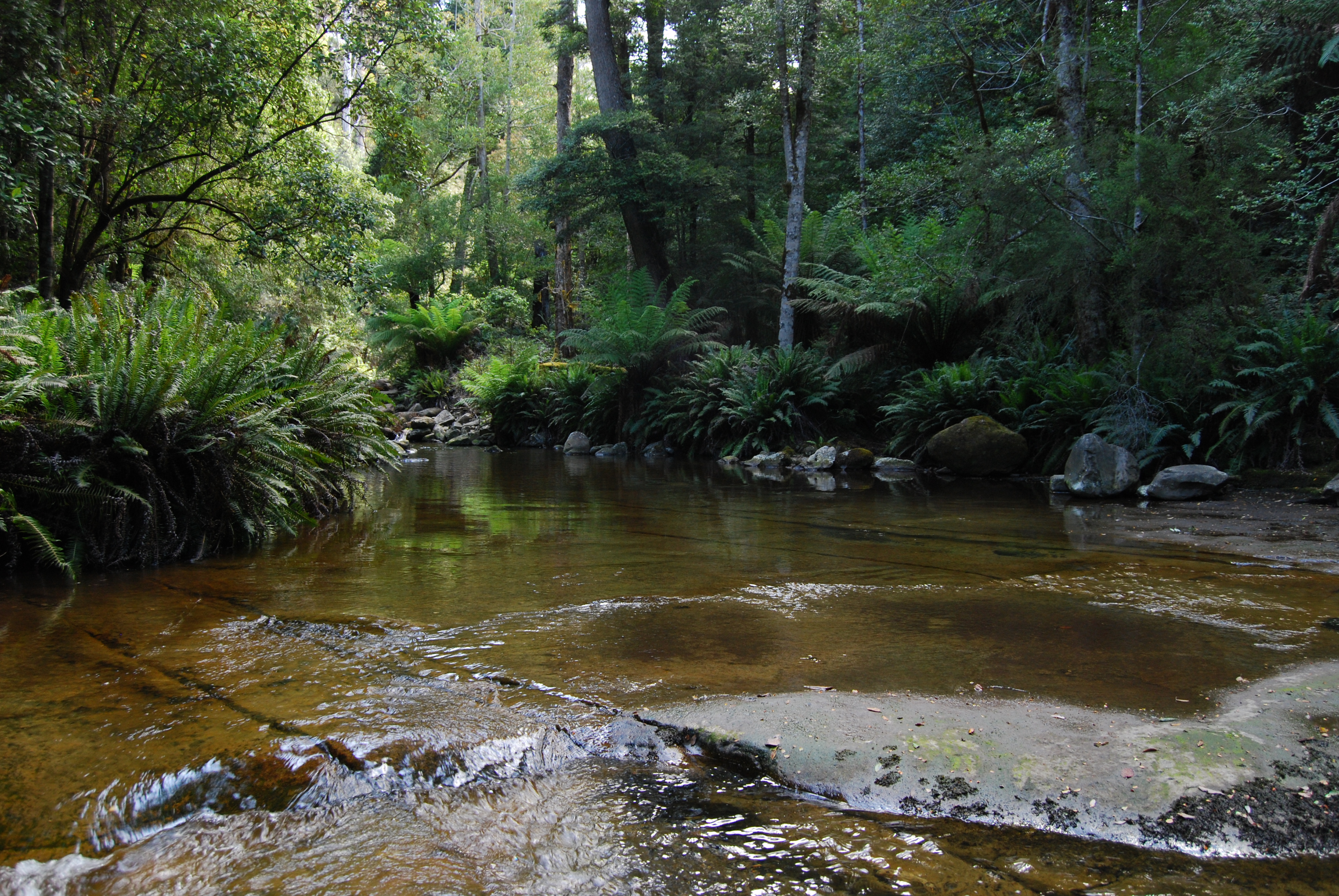 File:Liffey river through the rainforest.JPG - Wikimedia Commons