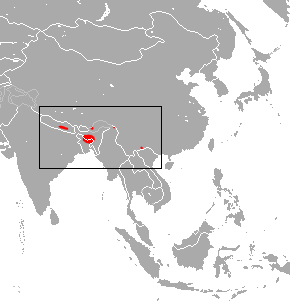 <span class="mw-page-title-main">Little Nepalese horseshoe bat</span> Species of bat