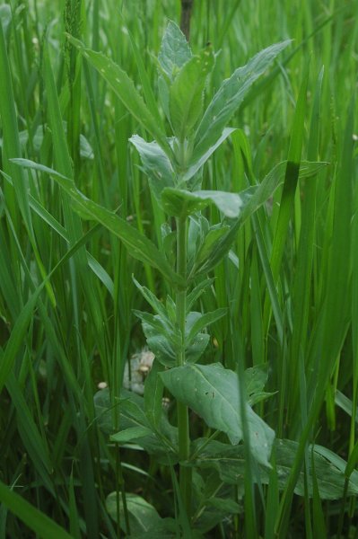 File:Mentha asiatica.jpg