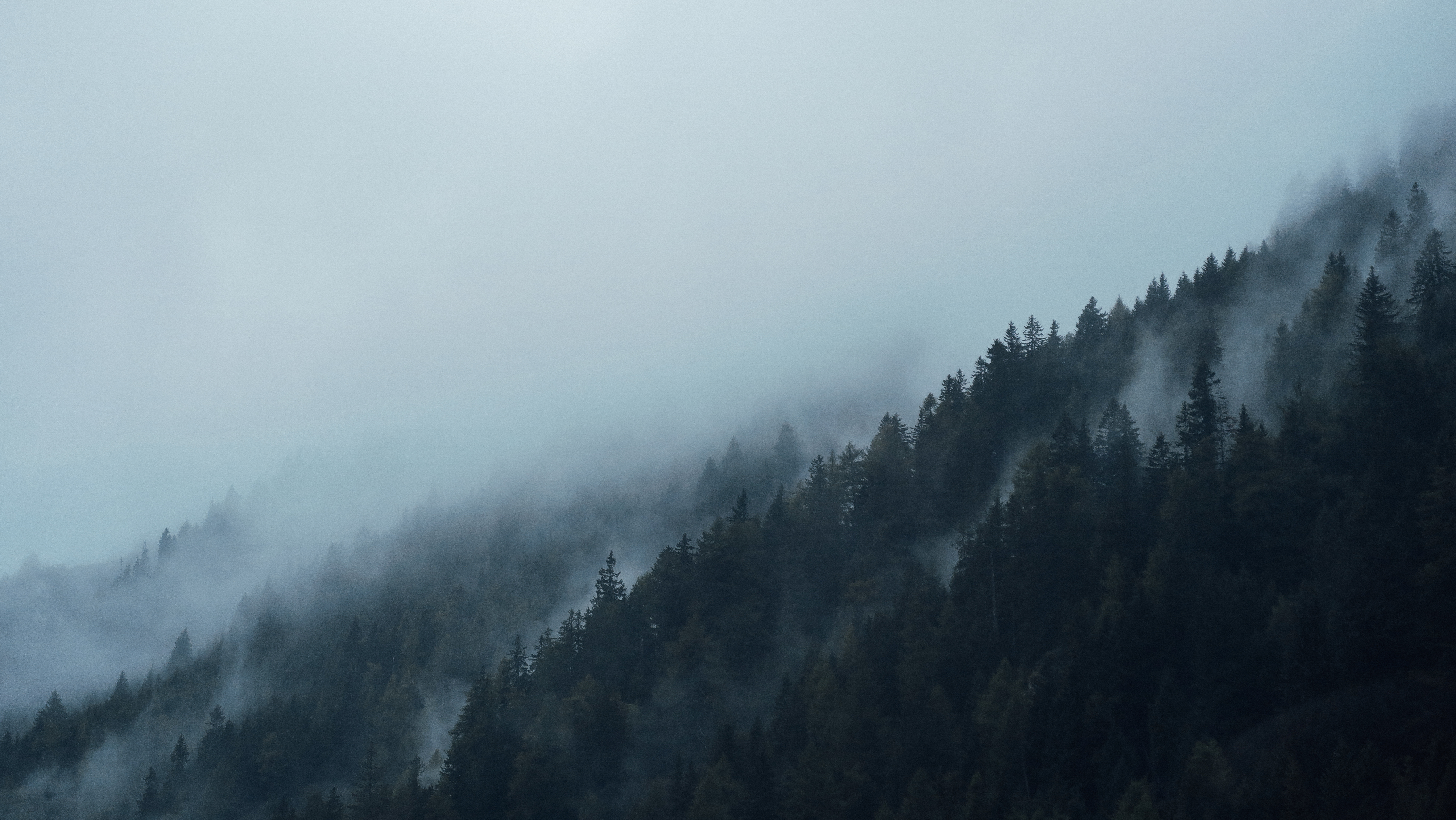 Datei:Mist over a dark forest (Unsplash).jpg – Wikipedia