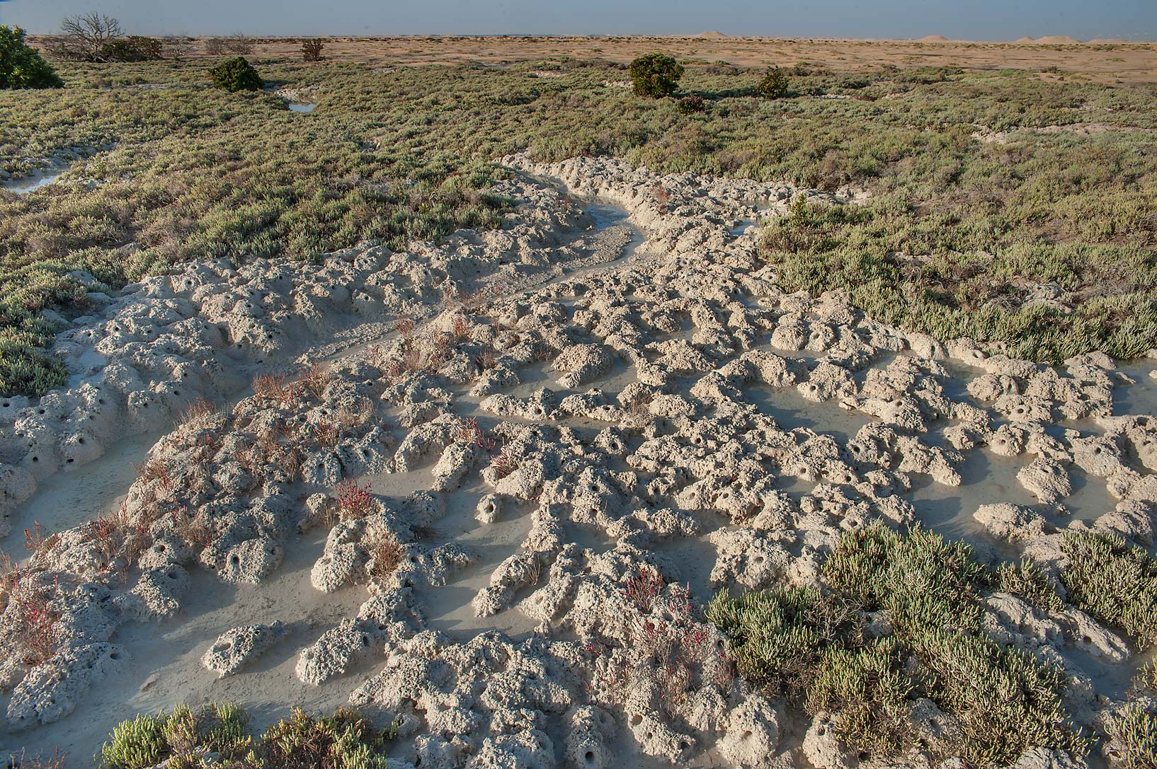 Nearer al. Грязевые Крабы. Al Thakhira. Катар из болотных шипов. Marsh-Saline Soils.