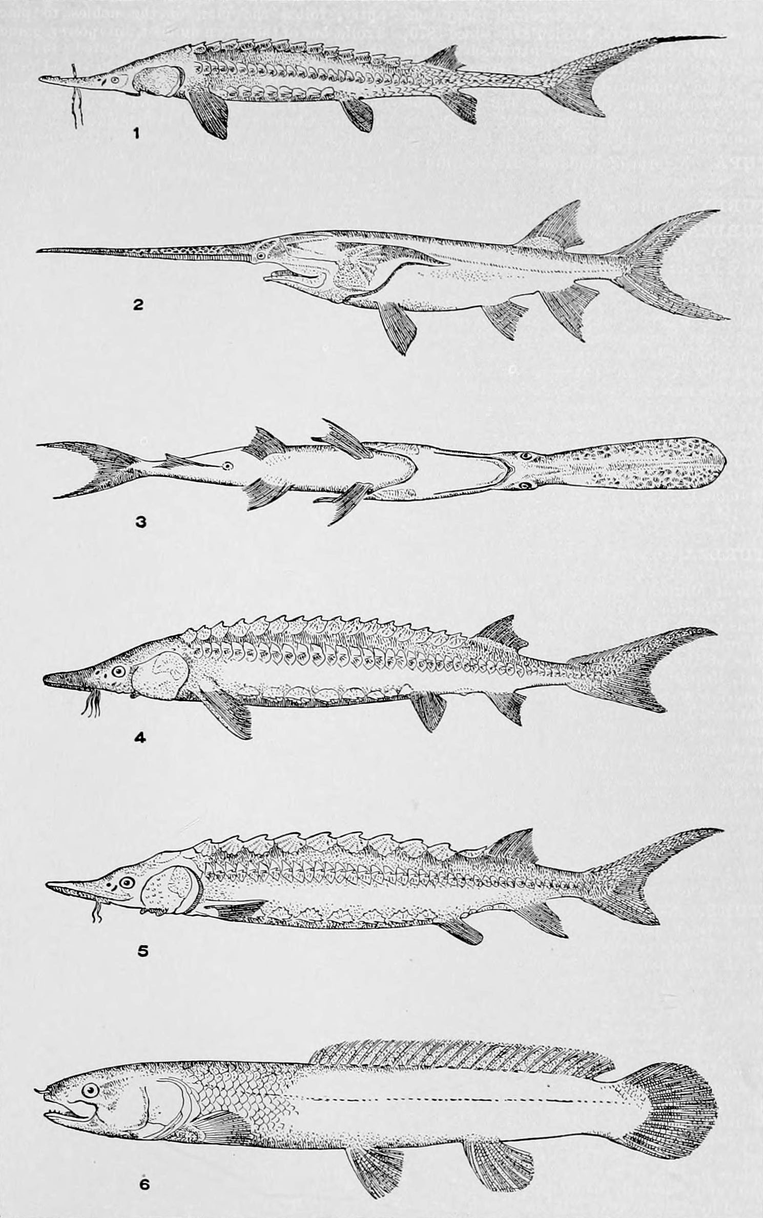 Download File Nie 1905 Sturgeon Sturgeons Paddle Fish And Bowfin Jpg Wikimedia Commons