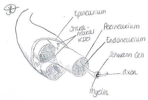 https://upload.wikimedia.org/wikipedia/commons/5/5a/Nerve_Anatomy.jpeg