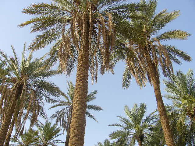 File:Palm Trees in Unaizah.jpg