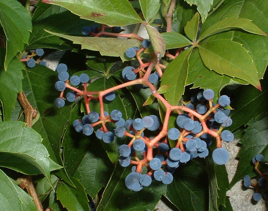 Parthenocissus quinquefolia - Wikipedia