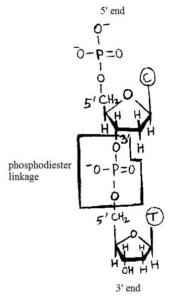 File:Phosphodiester linkage.jpg