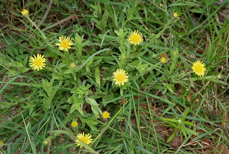 File:Pulicaria wightiana (Sontikli) in Hyderabad, AP W IMG 0070.jpg