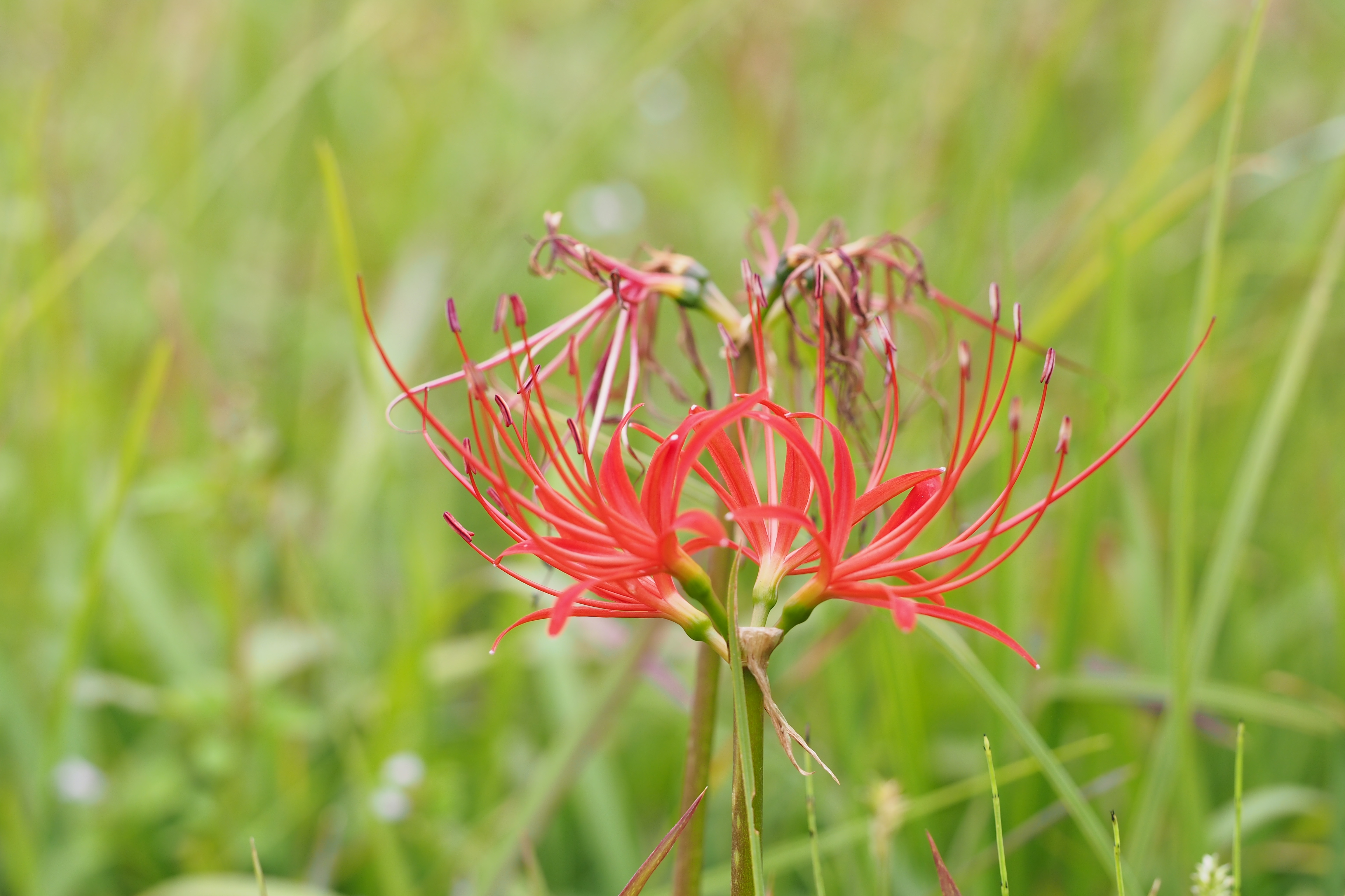 Ред спайдер. Lycoris uydoënsis. Red Spider Lily. Красная Паучья линия. Indian Red Spider.