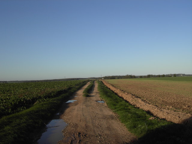 Renshaw Woods Track - geograph.org.uk - 270776