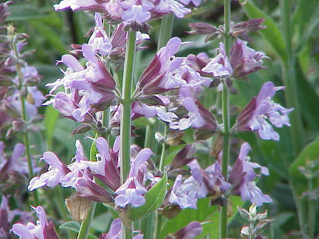 An image of flowering sage