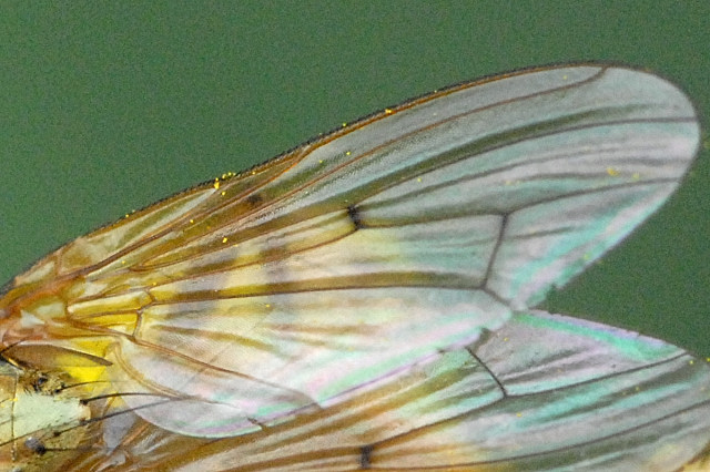 File:Scathophaga.stercoraria.wing.detail.jpg