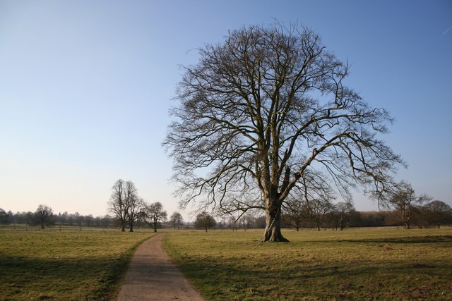 File:Scrivelsby parkland - geograph.org.uk - 694097.jpg