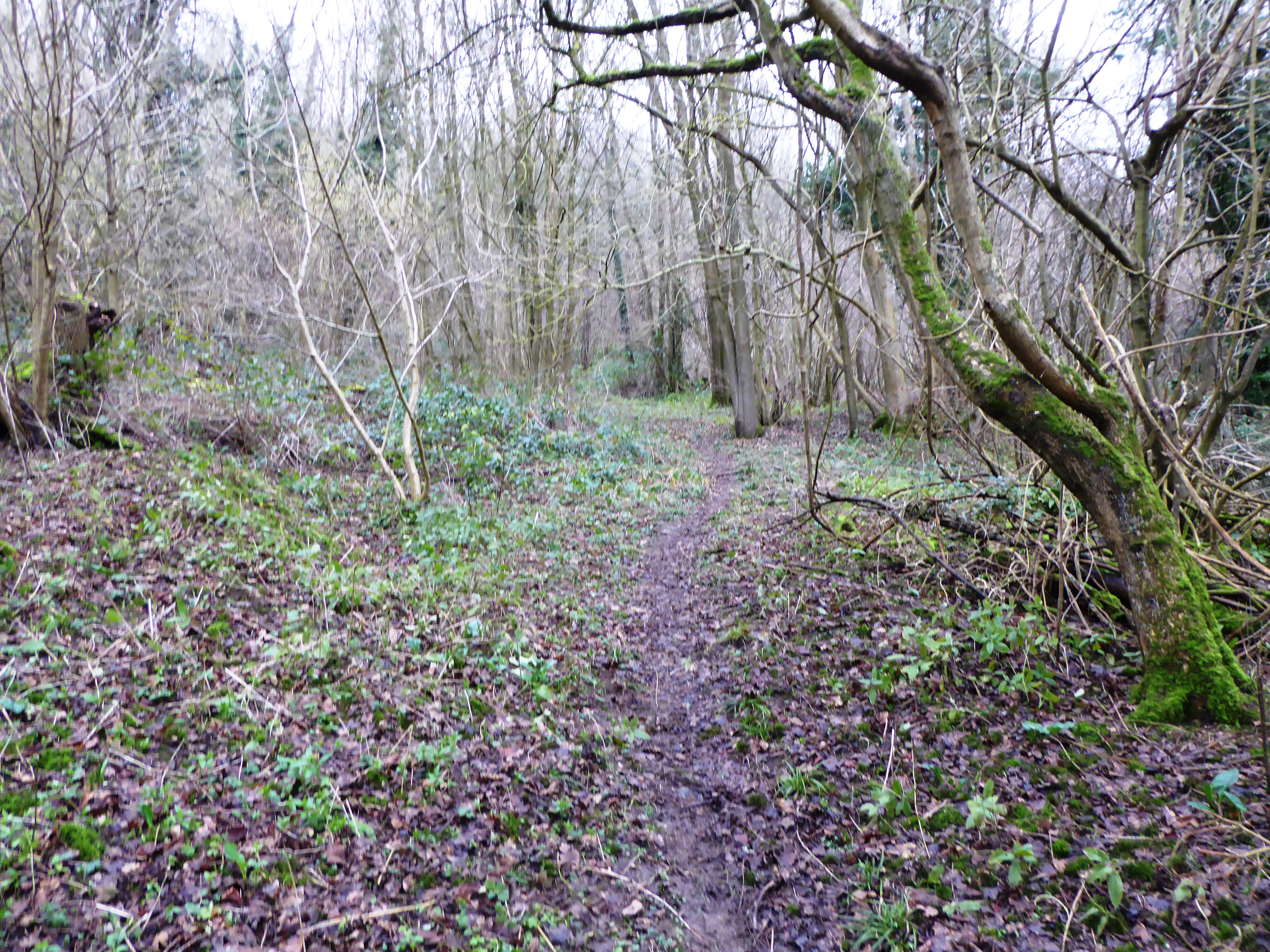 Sladden Wood