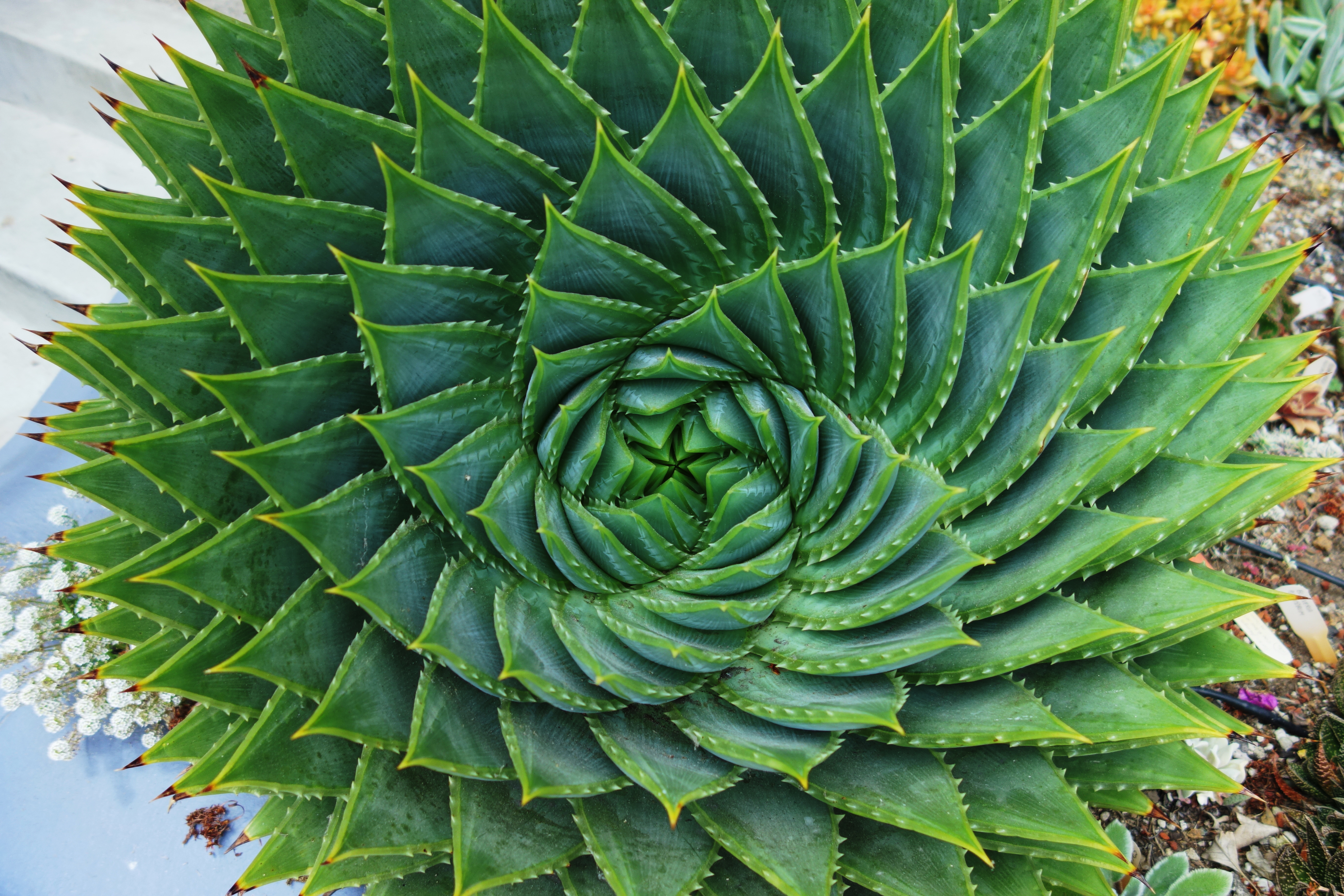 https://upload.wikimedia.org/wikipedia/commons/5/5a/Spiral_Aloe_from_above.JPG