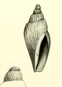 <i>Teleochilus royanus</i> Species of gastropod