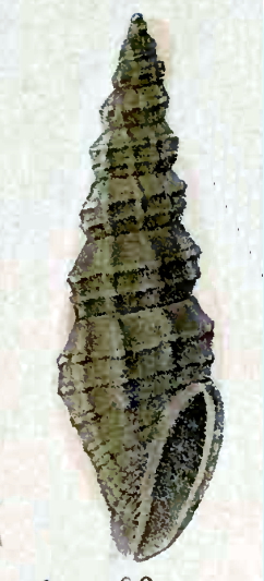 <i>Turrella letourneuxiana</i> Species of gastropod