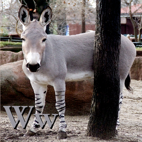 File:W is for Wild Ass.png