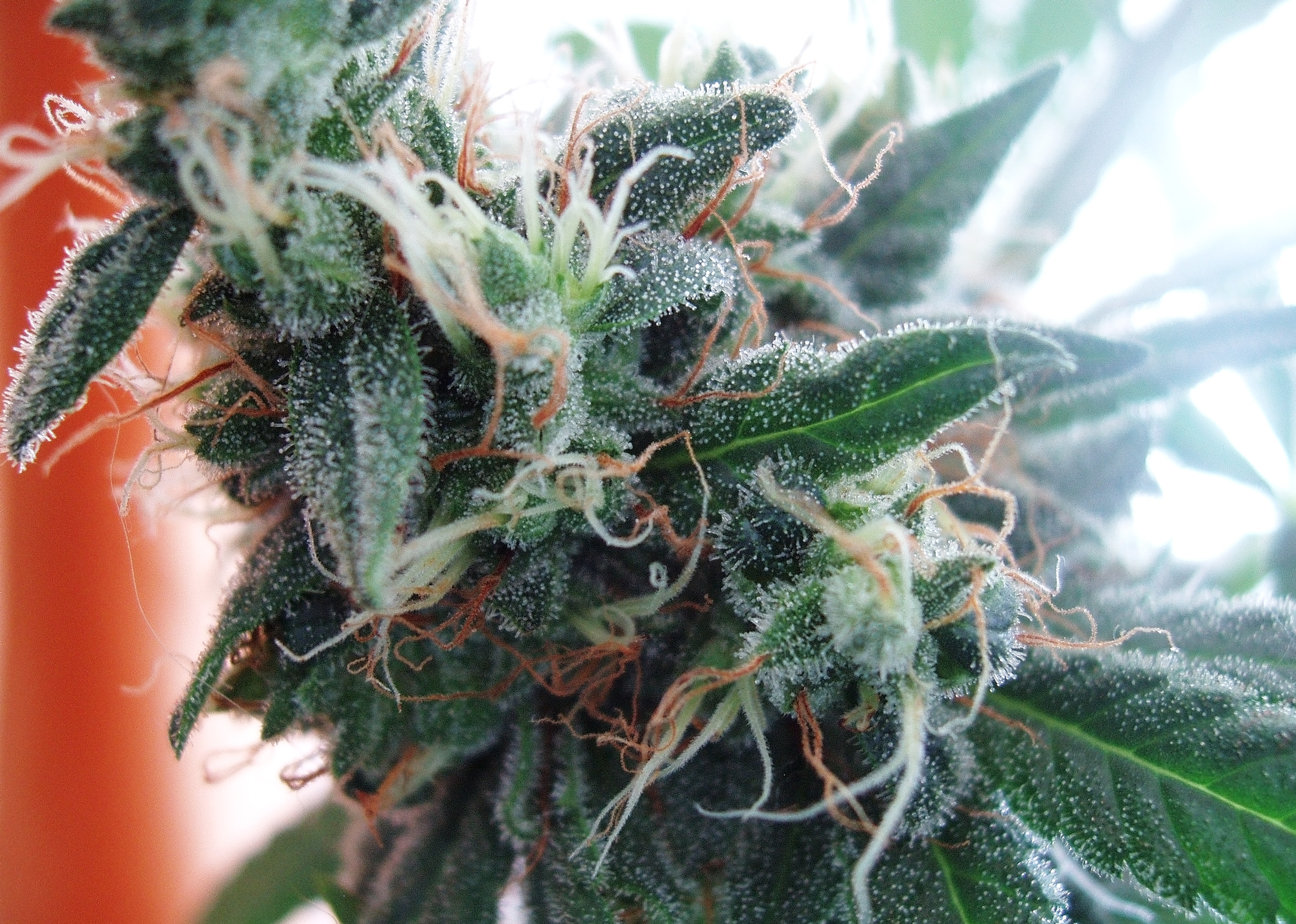 File:Marijuana seeds.jpg - Wikimedia Commons