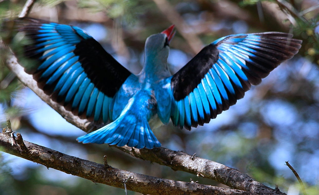File:Woodland Kingfisher, Halcyon senegalensis at Marakele National Park, South  Africa (8317973354).jpg - Wikimedia Commons