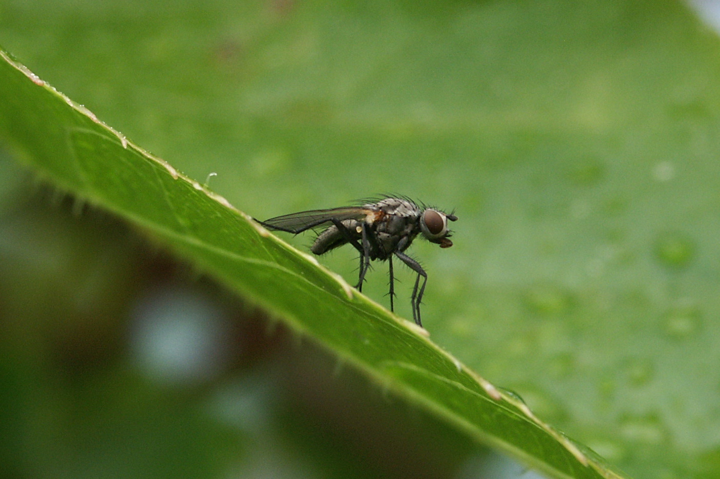 0305 Fliege auf einem Blatt PICT4919.JPG. 