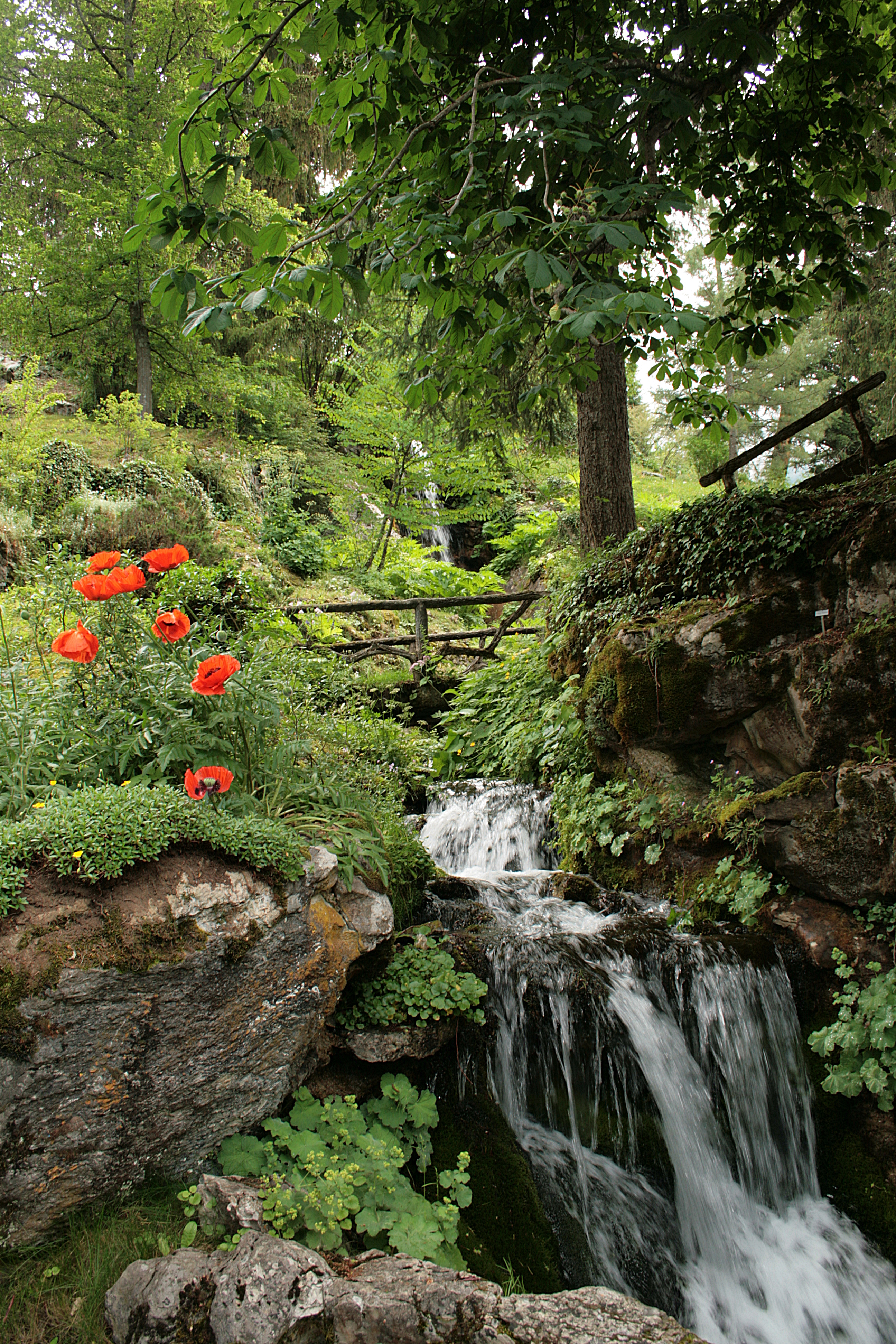 Jardin botanique alpin "la Jaÿsinia"  France Auvergne-Rhône-Alpes Haute-Savoie Samoëns 74340