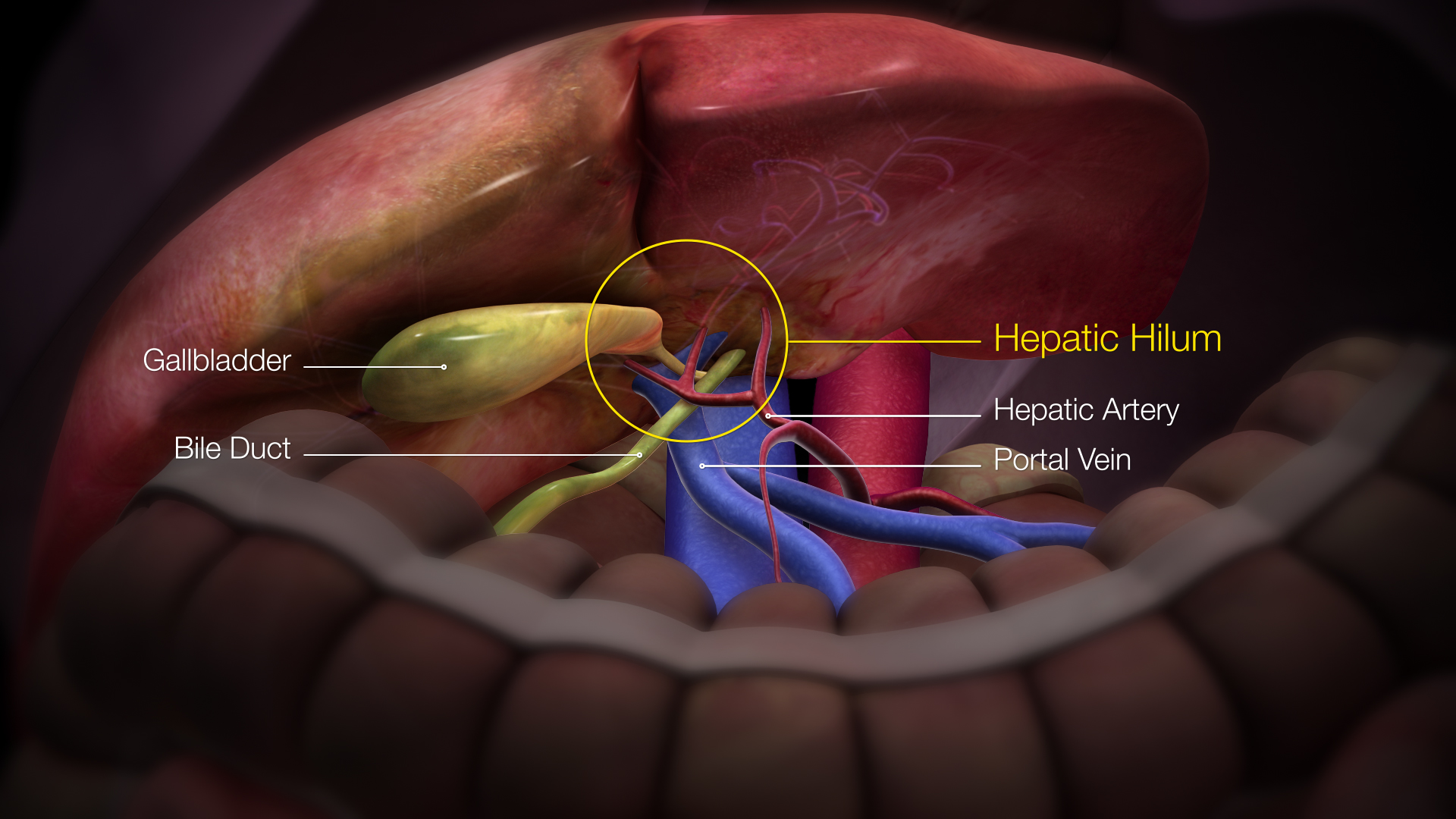 File:3D Medical Animation liver parts.jpg - Wikipedia