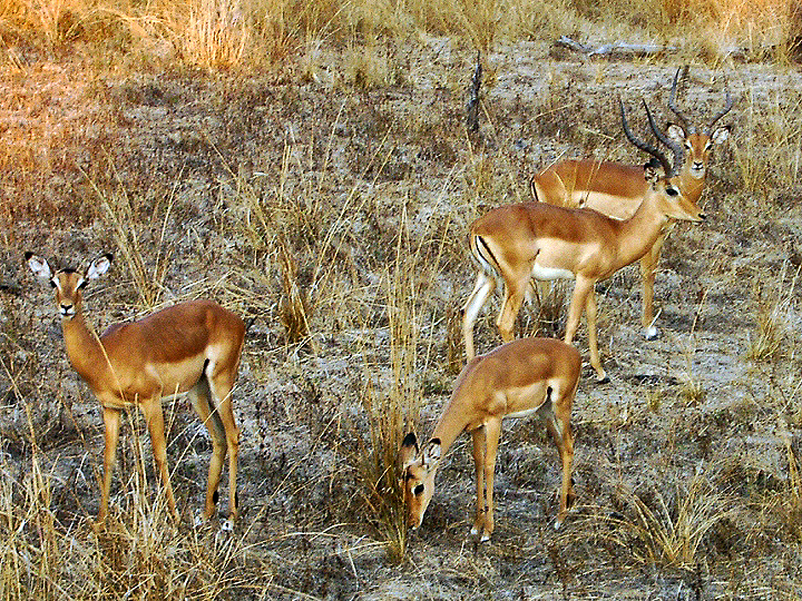 File:Aepyceros melampus.jpg