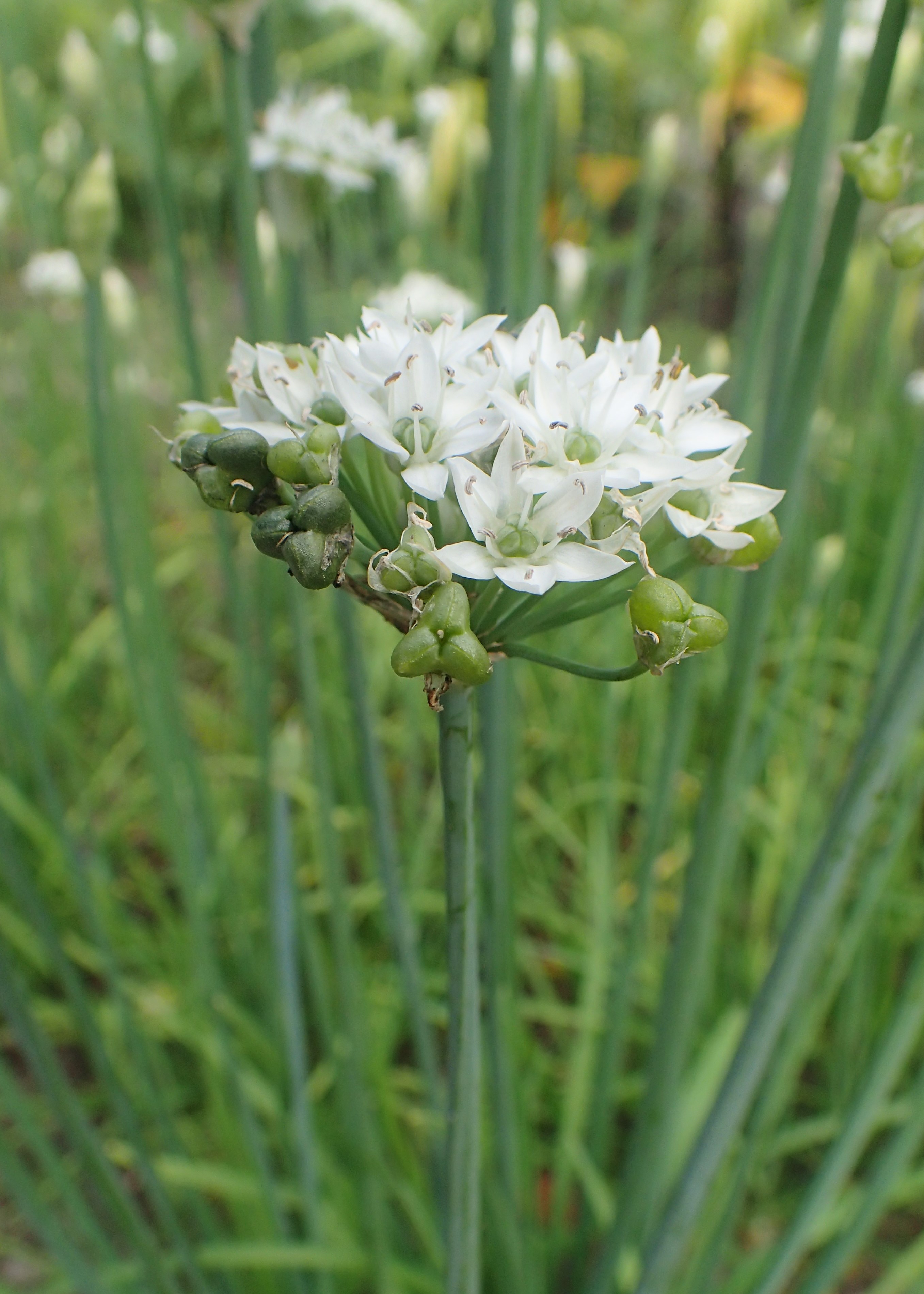 Allium wallichianum