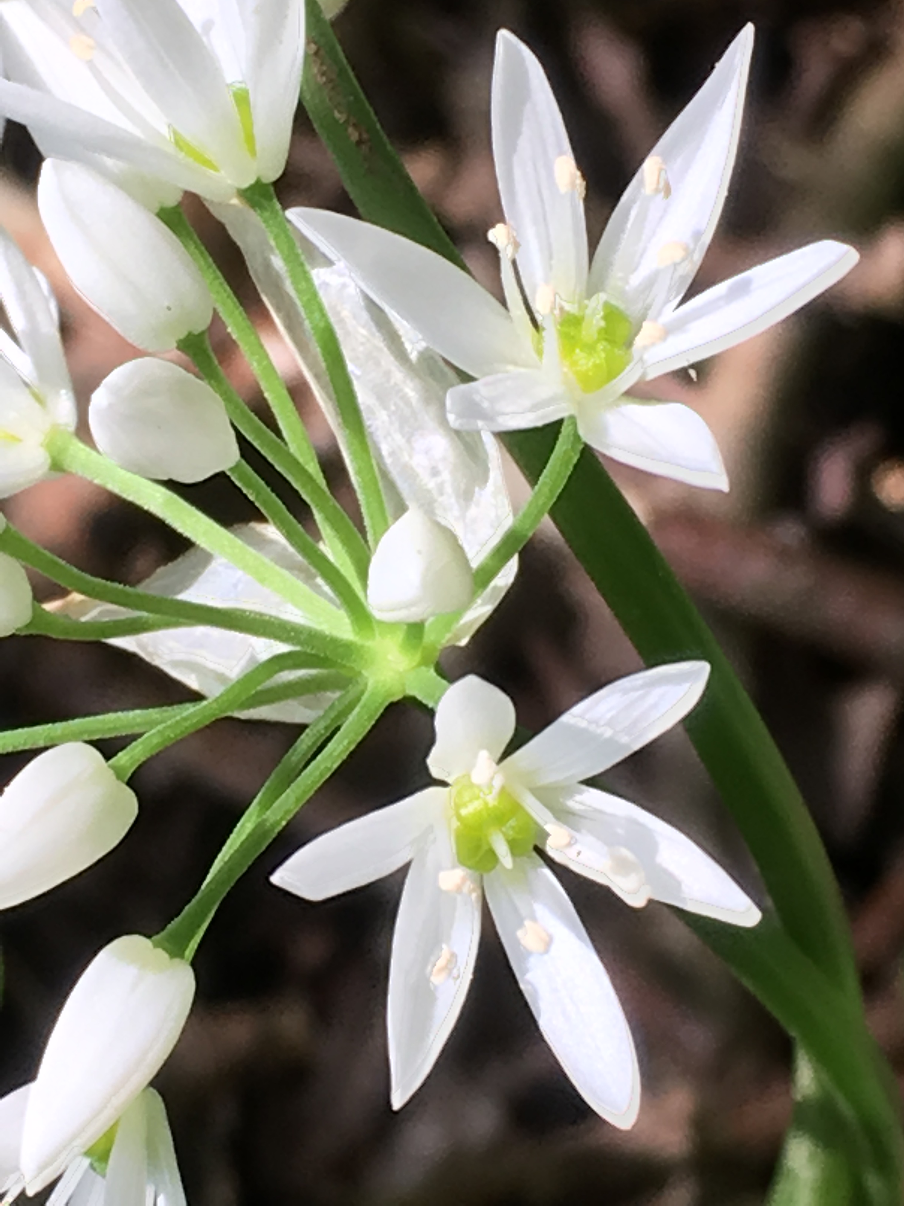 Allium ursinum — Wikipédia