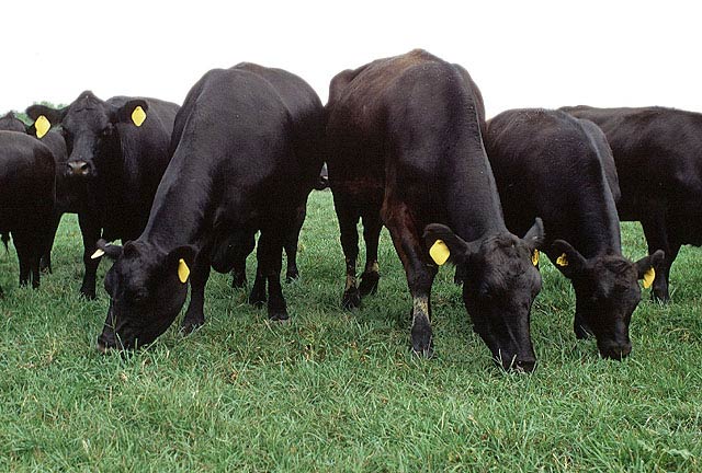 File:Angus cattle.jpg