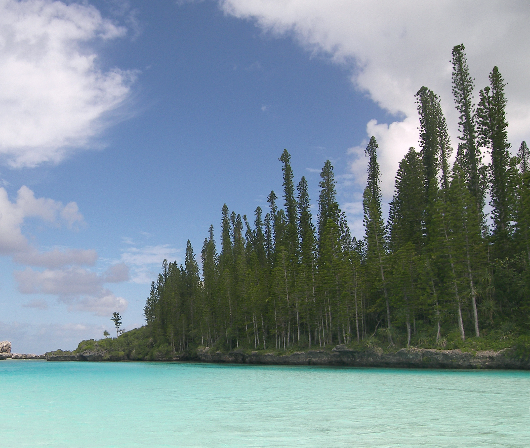 Araucariaceae  Plants of New Caledonia