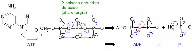 Atp2.jpg