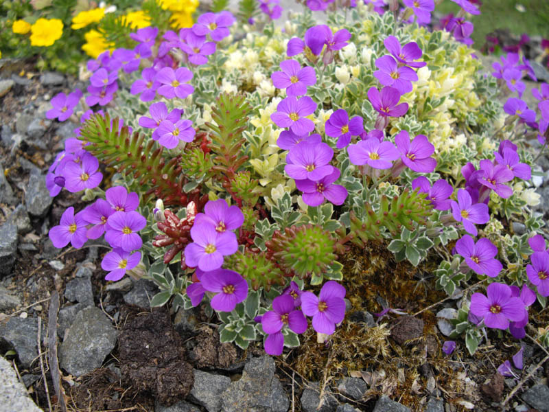 File:Aubrieta 'Dauner's' 3.JPG