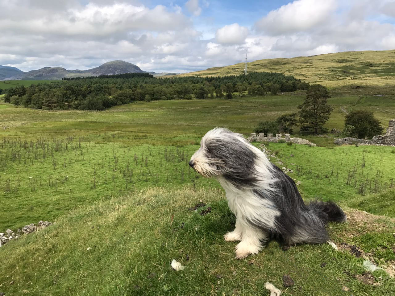 bearded collie