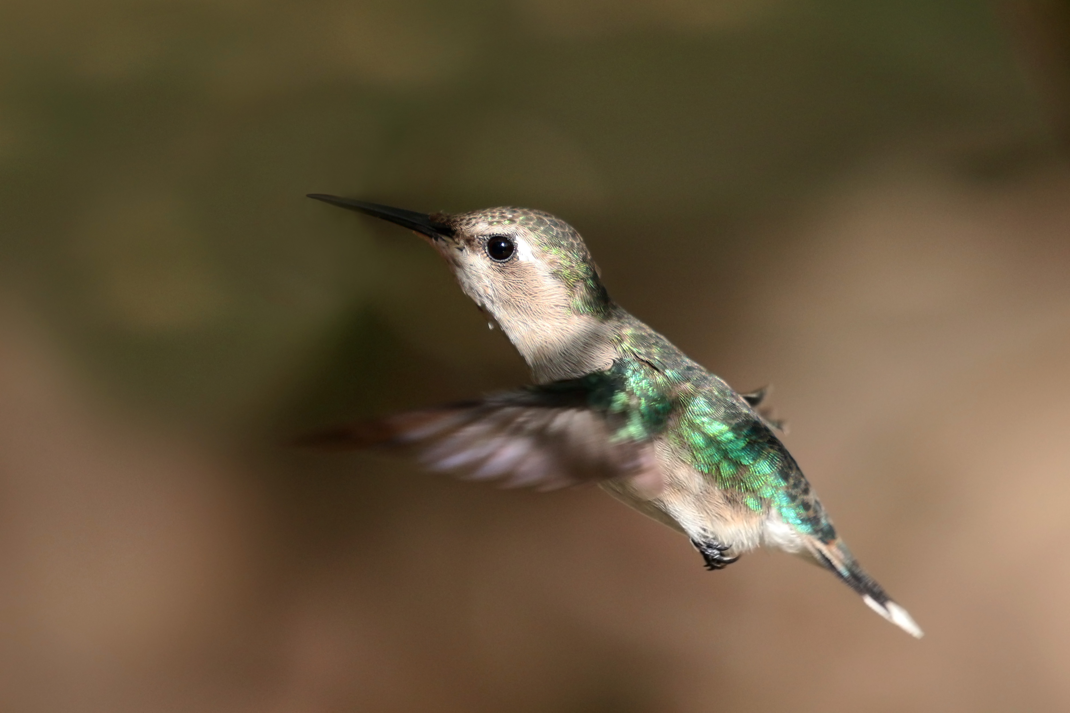 File:Bee hummingbird (Mellisuga helenae) female in flight.jpg ...