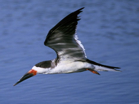 File:Blackskimmer64.jpg