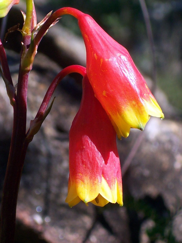 Red Bell Flower