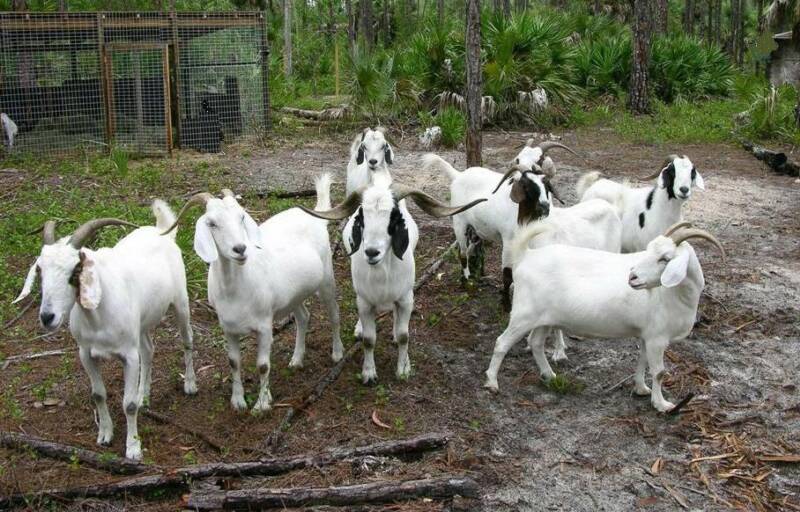 File:Boer goats.jpg
