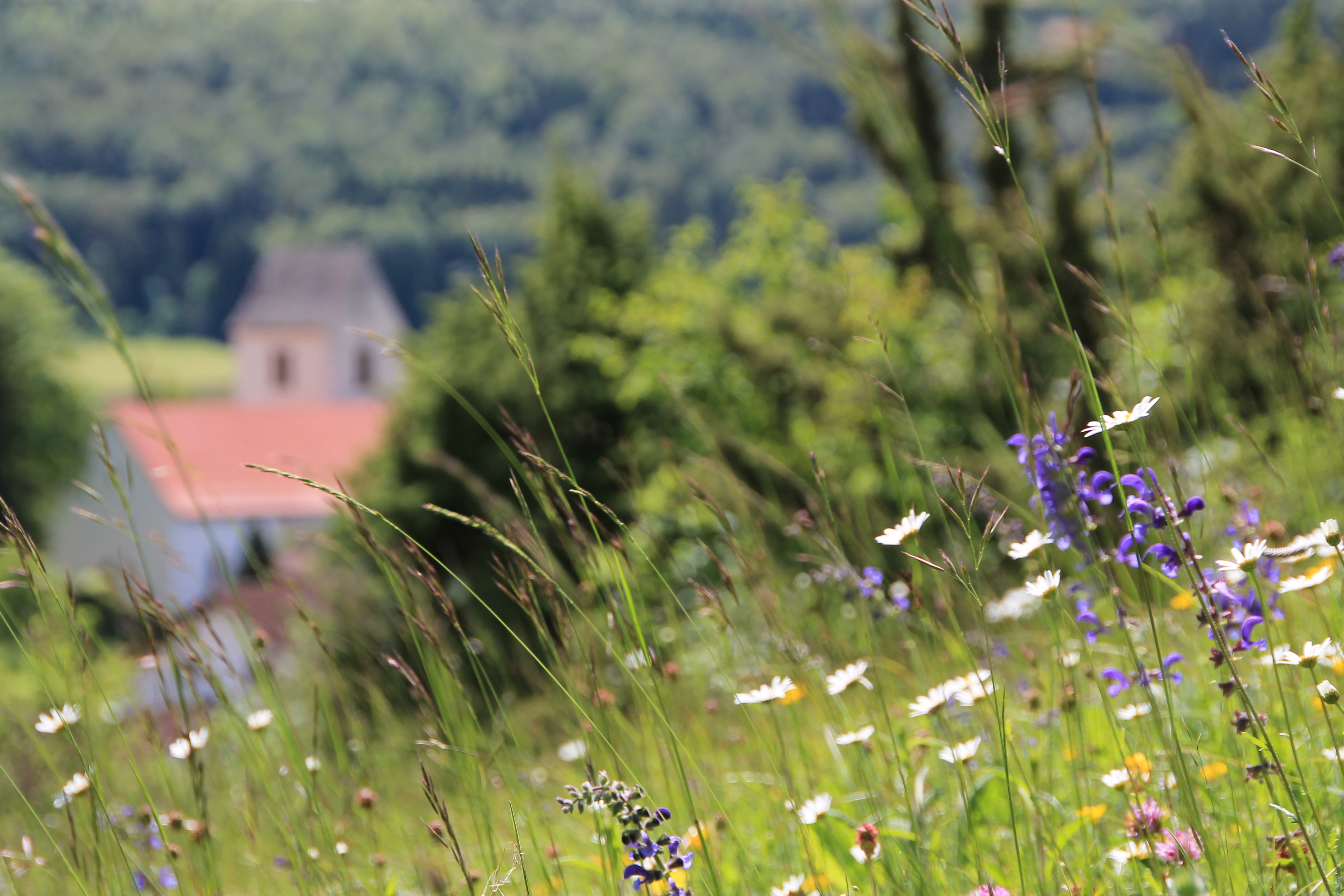 Bunte Flora im Naturschutzgebiet Hondinger Zisiberg in Badenwürttemberg, Deutschland. Im Hintergrund...