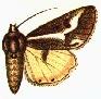 Caularis lunata