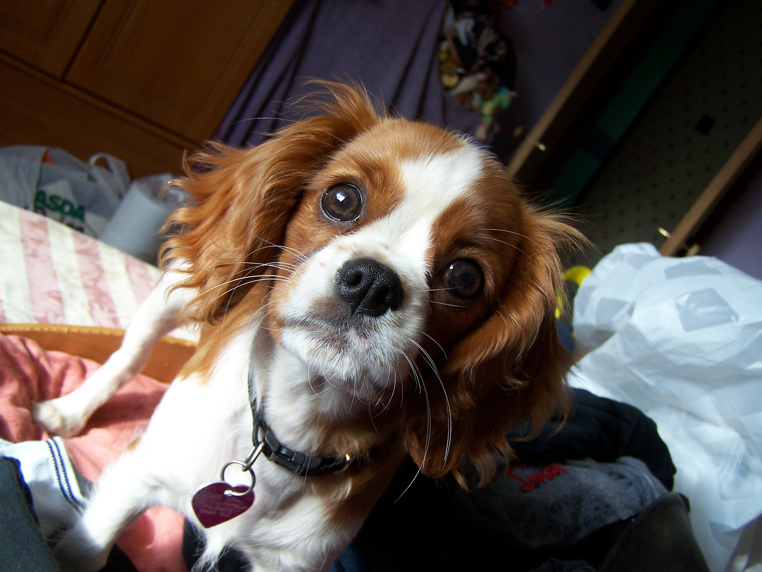 original cavalier king charles spaniel